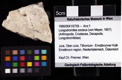 Foto (Objket + Etiketten) von Longodromites excisus (von Meyer, 1857) 